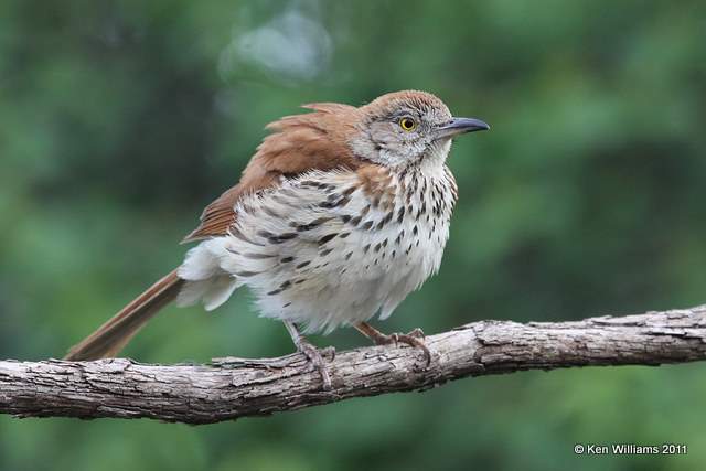 Brown Thrasher, Owasso Yard, Rogers Co, OK, 5-14-11, Ja 1664.jpg