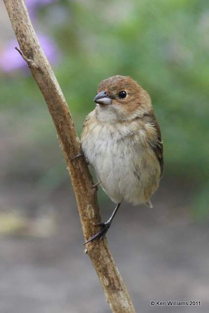 Lazuli Bunting female, Owasso yard, Rogers Co., OK, 5-15-11, Ja 2187.jpg