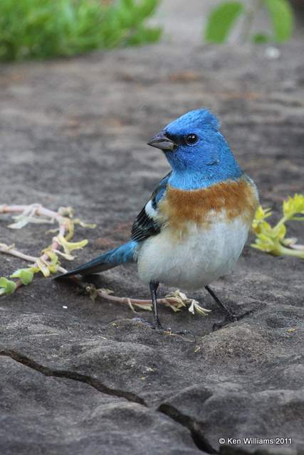 Lazuli Bunting male, Owasso Yard, Rogers Co, OK, 5-14-11, Ja 1567.jpg