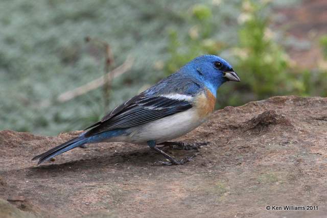 Lazuli Bunting male, Owasso Yard, Rogers Co, OK, 5-15-11, Ja 2071.jpg