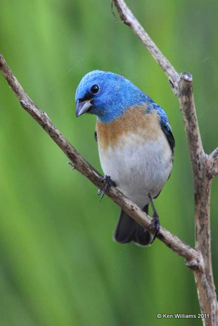 Lazuli Bunting male, Owasso Yard, Rogers Co, OK, 5-16-11, Ja 2521.jpg