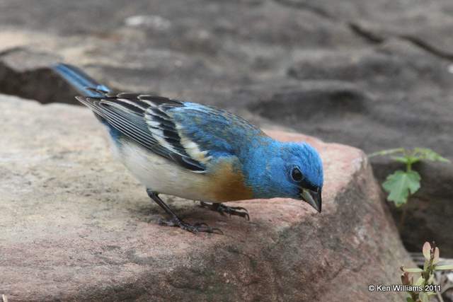 Lazuli Bunting male, Owasso yard, Rogers Co., OK, 5-18-11, Ja 2919.jpg