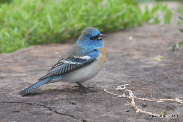 Lazuli Bunting male, Owasso yard, Rogers Co., OK, 5-18-11, Ja 2938.jpg