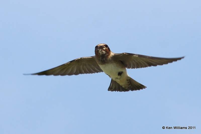 Cliff Swallow, Wagoner Sod Farm, Wagoner Co, OK, 8-15-11, Jpa 3207.jpg