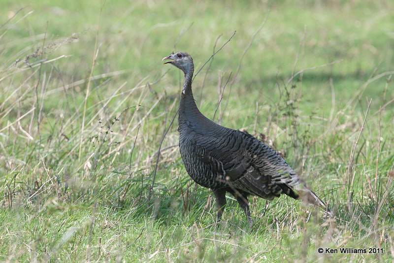 Wild Turkey, Nowata Co, OK, 4-3-11, Ja 6660.jpg