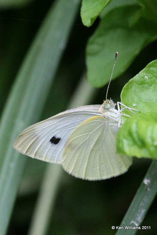 Cabbage White female,  Natural Falls SP, Delaware Co, OK, 7-25-11, Ja  6160.jpg