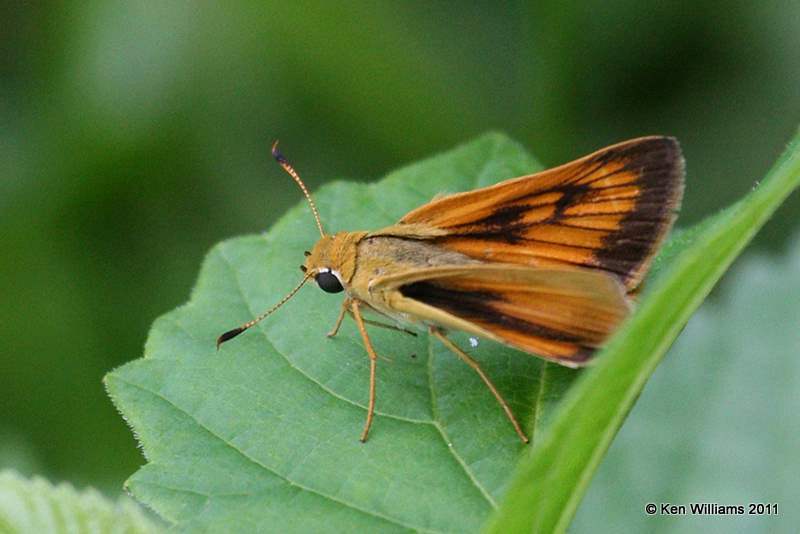 Delaware Skipper, Natural Falls SP, Delaware Co, OK, 7-25-11, Ja 6095.jpg