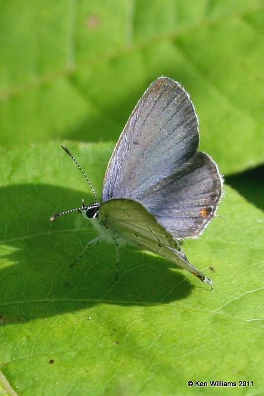 Eastern-tailed Blue, Nowata Land, Nowata Co, OK, 6-2-11, Ja 0909.jpg