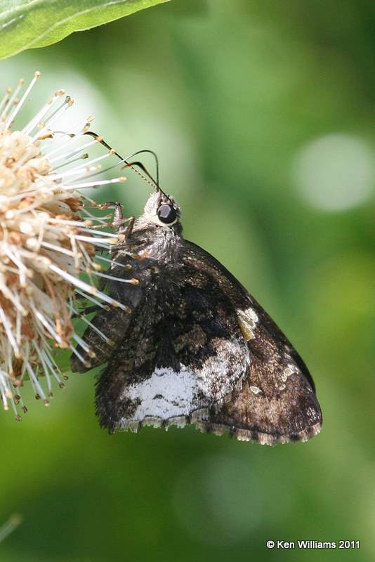 Hoary Edge Skipper, Eucha State Park, Delaware Co, OK, 7-25-11, Ja 6445.jpg