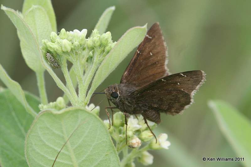 Northern Cloudywing, NW Skiatook, Osage Co, OK, 6-1-11, Ja 0718.jpg