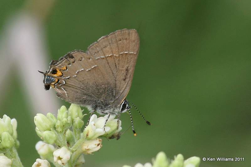 Northern Oak Hairstreak, NW Skiatook, Osage Co, OK, 6-1-11, Ja 0708.jpg