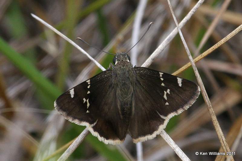 Southern Cloudywing, Natural Falls SP, Delaware Co, OK, 7-25-11, Ja 5867.jpg