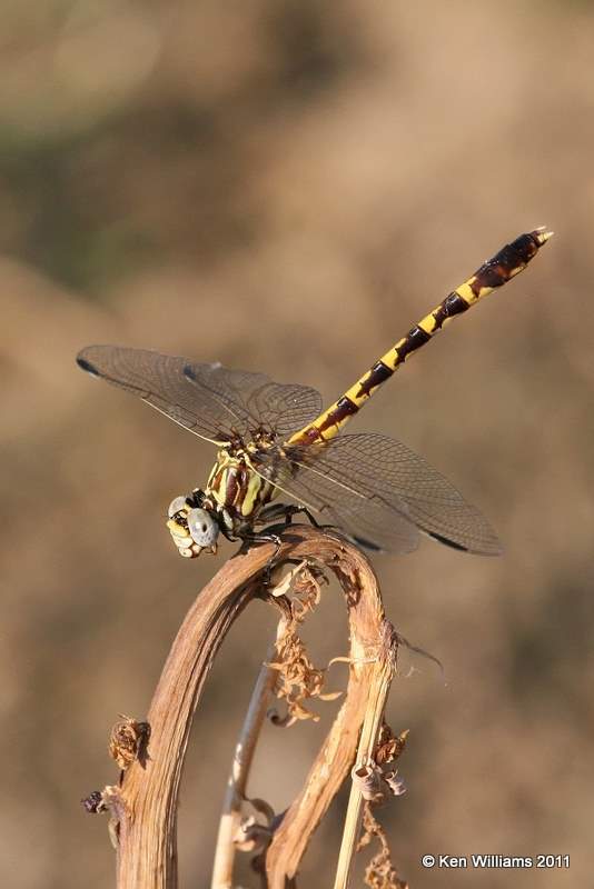 Common Sanddragon, Vensel Creek, Tulsa Co, Tulsa, OK, 8-3-11, Ja 6981.jpg