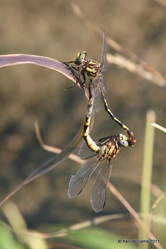 Common Sanddragon, Vensel Creek, Tulsa Co, Tulsa, OK, 8-3-11, Ja 6994.jpg