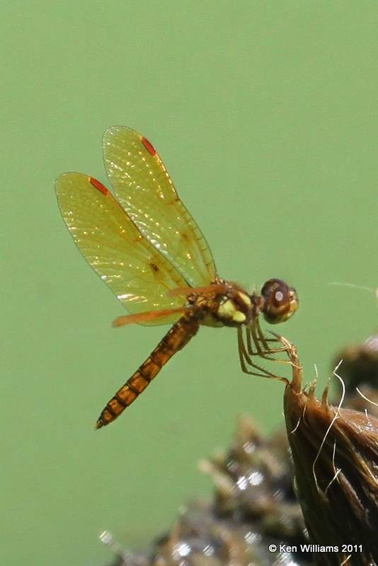 Eastern Amberwing male, Sooner Lake, Noble Co, OK, 8-16-11, Jpa 3692.jpg