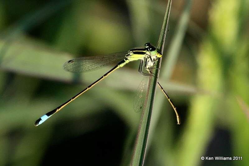 Rambur's Forktail male eating a Fragile Forktail, Vensel Creek, Tulsa Co, Tulsa, OK, 8-3-11, Ja 6893.jpg