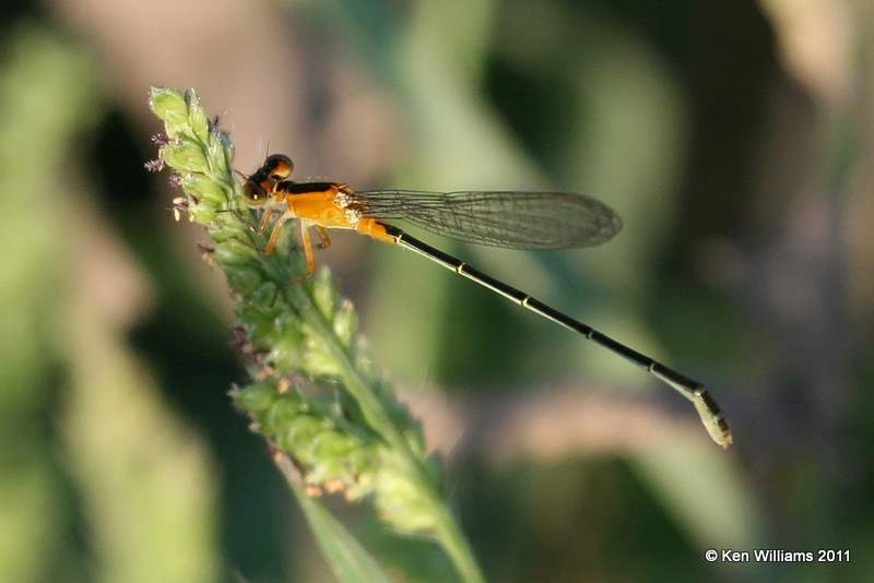Rambur's Forktail female, Vensel Creek, Tulsa Co, Tulsa, OK, 8-3-11, Ja 6934.jpg