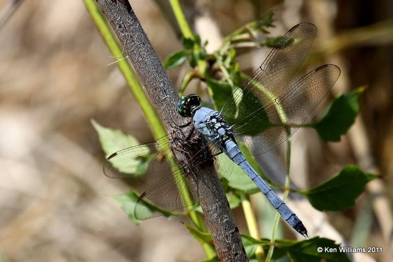 Eastern Pondhawk male, Fort Gibson WMA, Wagoner Co, OK, 8-15-11, Jpa 3331.jpg