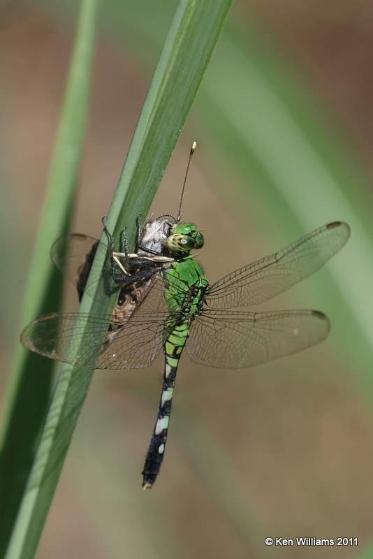 Eastern Pondhawk female, Oologah Wildlife Management Area, Nowata Co, OK, 8-9-11, Jpa 7420.jpg
