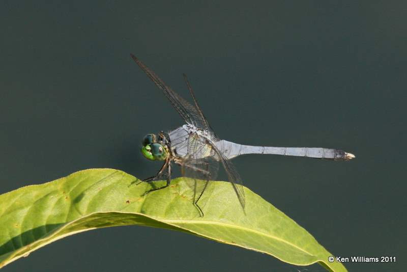 Eastern Pondhawk male, Vensel Creek, Tulsa Co, Tulsa, OK, 8-3-11, Ja 6977.jpg
