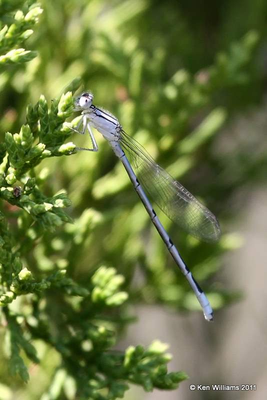 Familiar Bluet, Sooner Lake, Pawnee Co, OK, 8-16-11, Jpa 3646.jpg