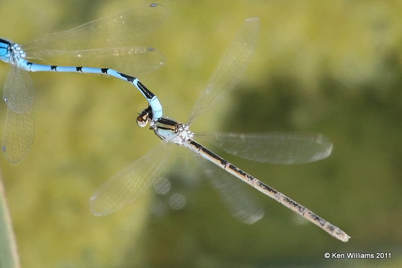Familiar Bluet, Vensel Creek, Tulsa Co, Tulsa, OK, 8-3-11, Ja3 7043.jpg