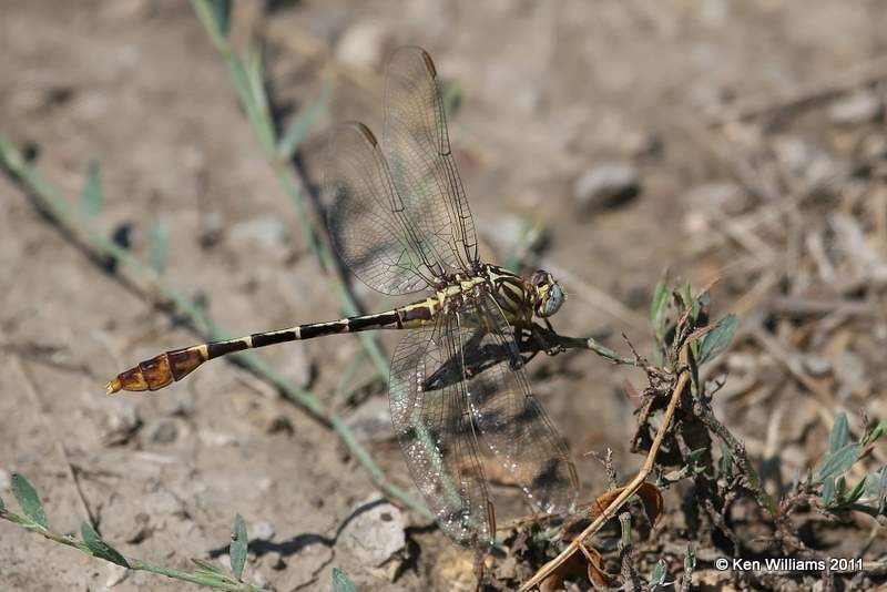 Flag-tailed Spinylegs, Oologah Wildlife Management Area, Nowata Co, OK, 8-9-11, Jpa 7432.jpg