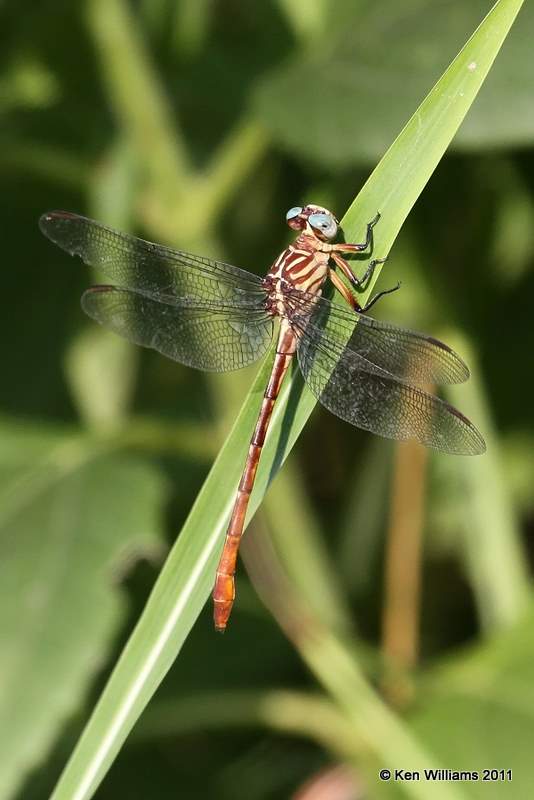 Russet-tipped Clubtail, Pawnee Lake, Pawnee Co, OK, 8-16-11, Jpa 3445.jpg