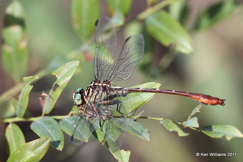 :Russet-tipped Clubtail: