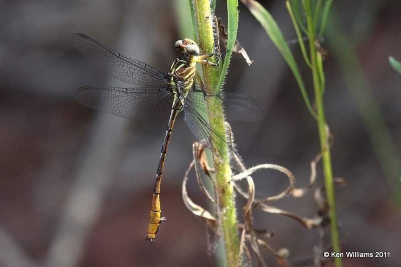 Russet-tipped Clubtail, Perry Lake, Noble Co, OK, 8-16-11, Jpa 3750.jpg