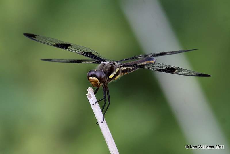 Twelve-spotted Skimmer female, Fort Gibson WMA, Wagoner Co, OK, 8-15-11, Jpa 3333.jpg