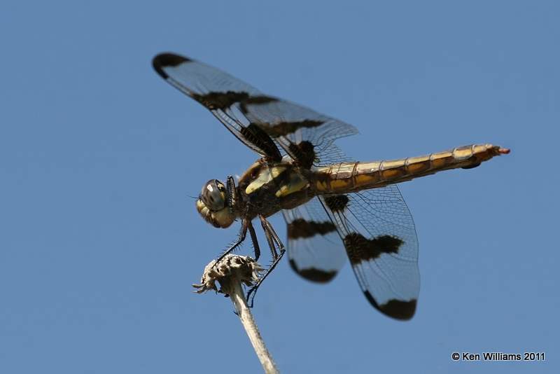 Twelve-spotted Skimmer female, Oologah Wildlife Management Area,  Nowata Co, OK, 8-9-11, Jpa 7409.jpg