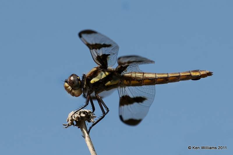 Twelve-spotted Skimmer female, Oologah Wildlife Management Area, Nowata Co, OK, 8-9-11, Jpa 7398.jpg
