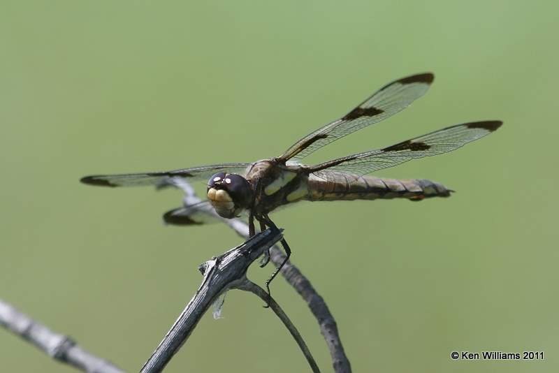 Twelve-spotted Skimmer female, Oologah Wildlife Management Area, Nowata Co, OK, 8-9-11, Jpa 7416.jpg