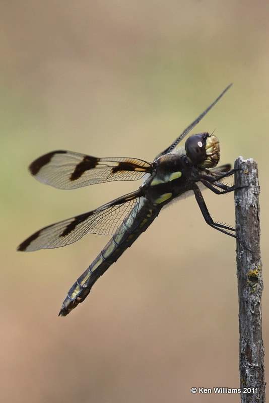 Twelve-spotted Skimmer female, Perry Lake, Noble Co, OK, 8-16-11, Jpa 3813.jpg