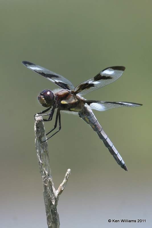 Twelve-spotted Skimmer male, Oologah Wildlife Management Area, Nowata Co, OK, 8-9-11, Jpa 7516.jpg