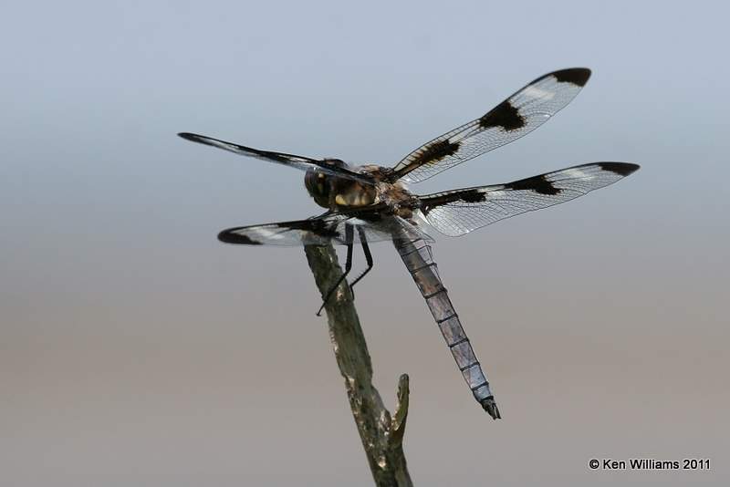 Twelve-spotted Skimmer male, Oologah Wildlife Management Area, Nowata Co, OK, 8-9-11, Jpa 7524.jpg