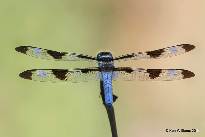 Twelve-spotted Skimmer male, Owasso yard, Rogers Co, OK, 8-5-11, Jpa 7233.jpg