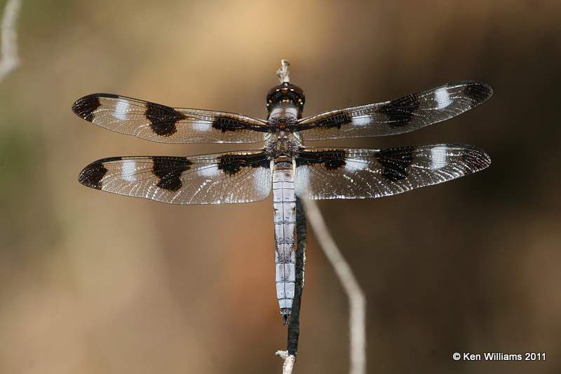 Twelve-spotted Skimmer male, below Keystone Dam, Tulsa Co, OK, 8-14-11, Ja 7881.jpg