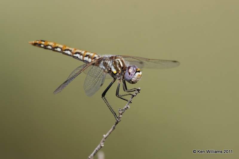 Variegated Meadowhawk female, Oologah Wildlife Management Area, Nowata Co, OK, 8-9-11, Jpa 7381.jpg