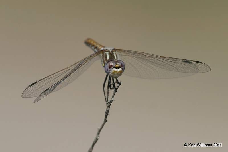 Variegated Meadowhawk female, Oologah Wildlife Management Area, Nowata Co, OK, 8-9-11, Jpa 7386.jpg