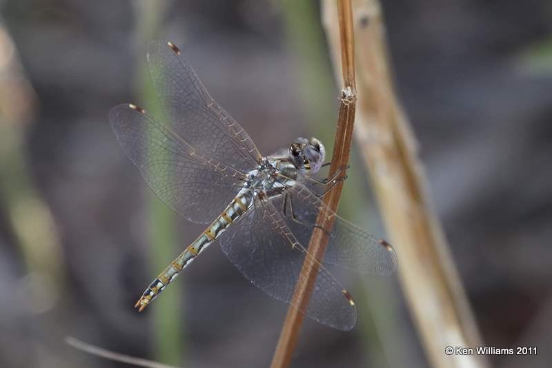 Variegated Meadowhawk female, Perry Lake, Noble Co, OK, 8-16-11, Jpa 3744.jpg
