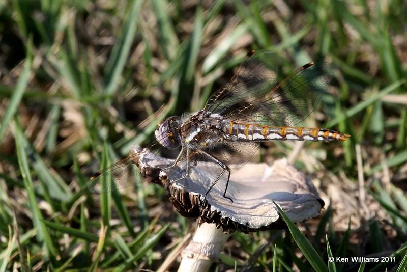 Variegated Meadowhawk female, Wagoner Sod Farm, Wagoner Co, OK, 8-15-11, Ja 3192.jpg