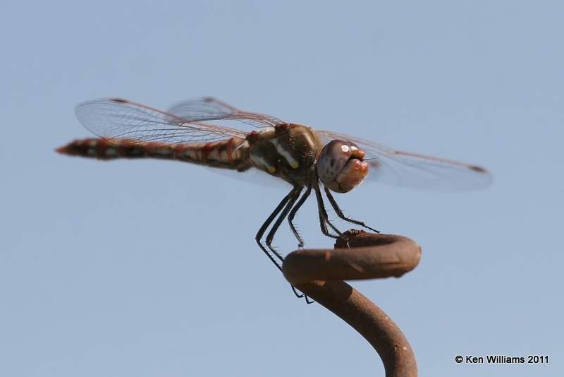 Variegated Meadowhawk male, Oologah Wildlife Management Area, Nowata Co, OK, 8-9-11, Jpa 7366.jpg