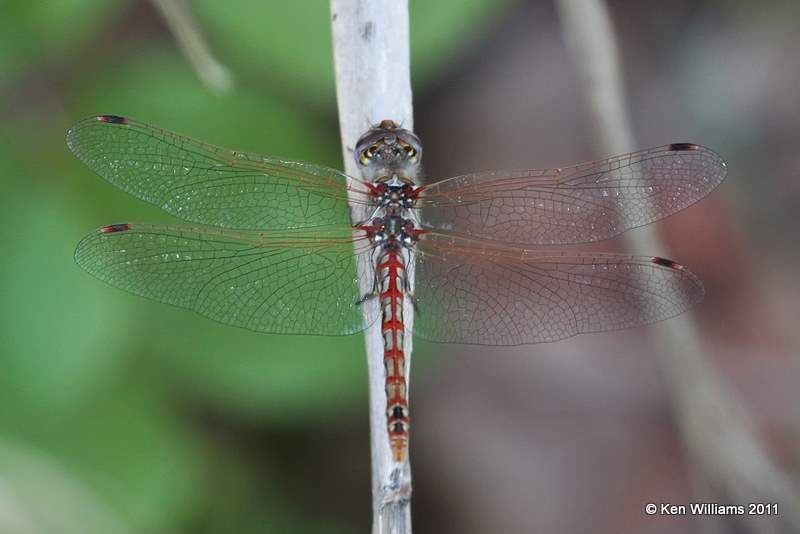 Variegated Meadowhawk male, Perry Lake, Noble Co, OK, 8-16-11, Jpa 3764.jpg