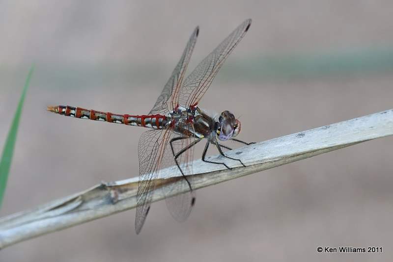 Variegated Meadowhawk male, Perry Lake, Noble Co, OK, 8-16-11, Jpa 3771.jpg
