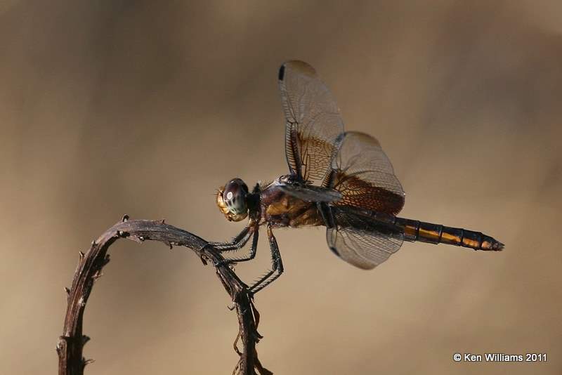 Widow Skimmer female, Vensel Creek, Tulsa Co, Tulsa, OK, 8-3-11, Ja 7001.jpg