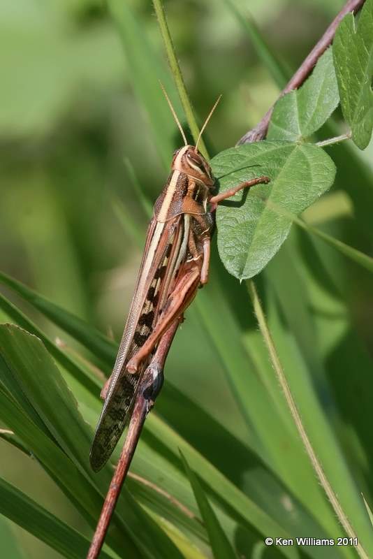 American Bird Grasshopper, Schistocerca americana, Fry Creek, Tulsa Co, OK, 8-3-11, Ja 7134.jpg
