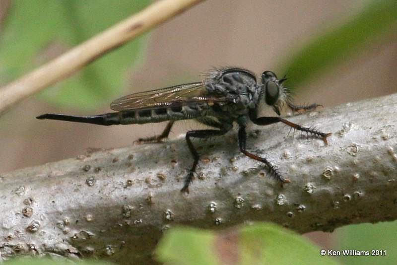 Promachus hinei, Ozark NWR, Delaware Co, OK, 7-25-11, J 6193.jpg