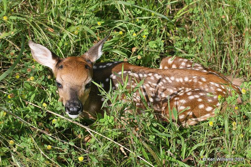 White-tailed Deer - fawn, Nowata Co, OK, 6-2-11, Ja 0841.jpg